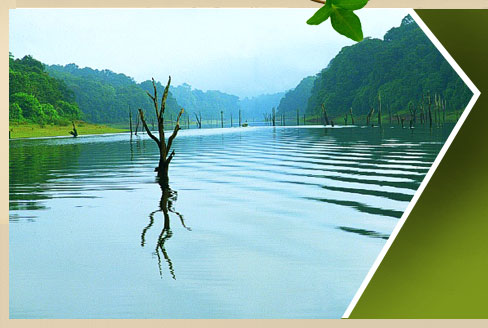 resorts in thekkady, Hotels in thekkady